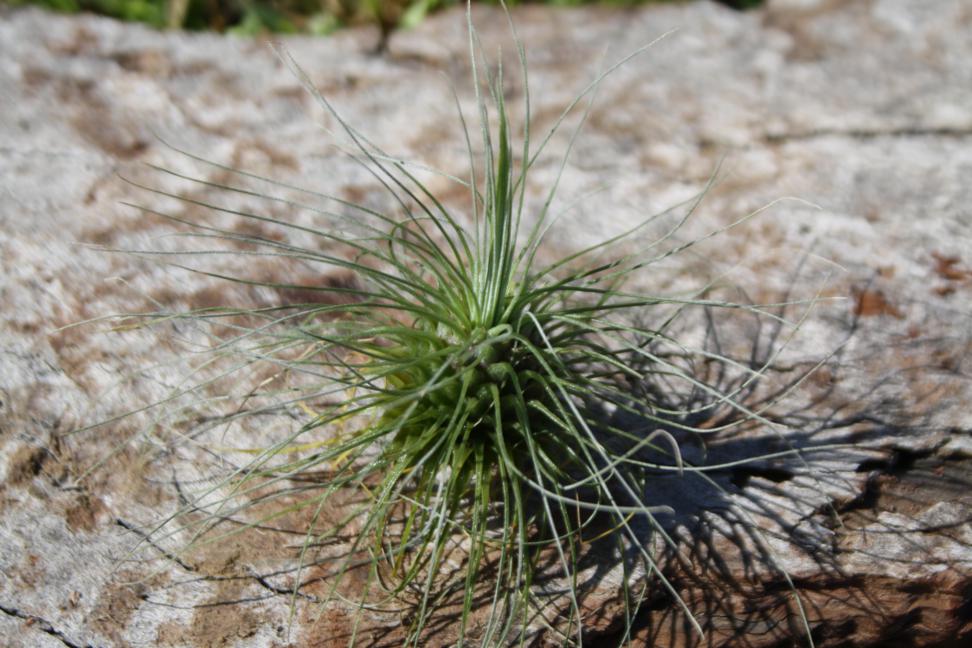 Tillandsia Fuchsii v gracilis